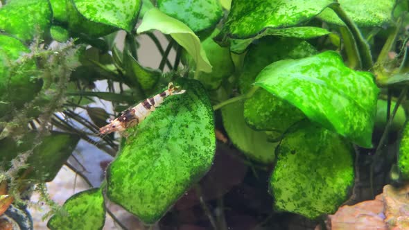 Crystal Black Taiwan Bee Fresh Water Shrimp walks on Anubias aquarium plant alt