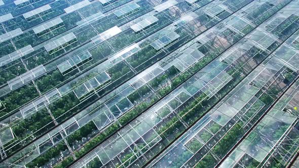 Rotate Orbit Close Up Panorama Aerial Fly Off Over Industrial Greenhouses with Green Sprouts, Sun