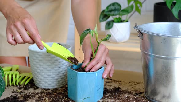 Woman hands transplants a potted houseplant philodendron brandtianum into a new ground in a blue pot alt