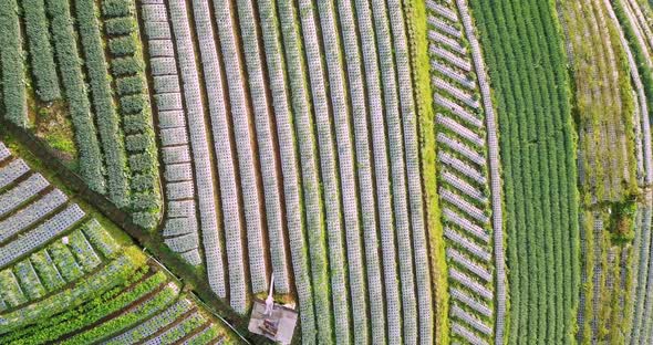 aerial drone view of a vegetable field in the village of Butuh, Magelang, Indonesia. bird eye view l alt