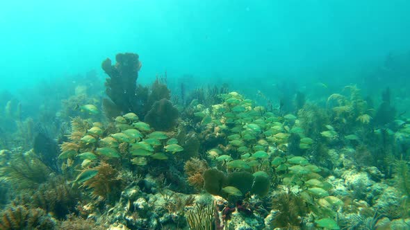 Floating Over a Lively Soft Coral Reef with a Lot of Fish