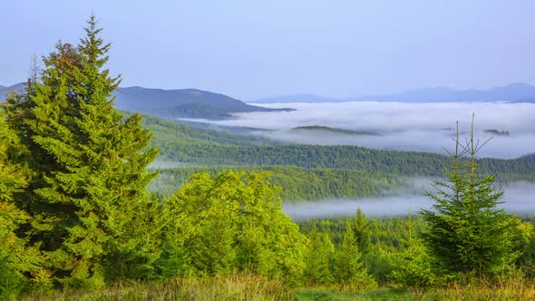 Morning Fog in the Summer Valley