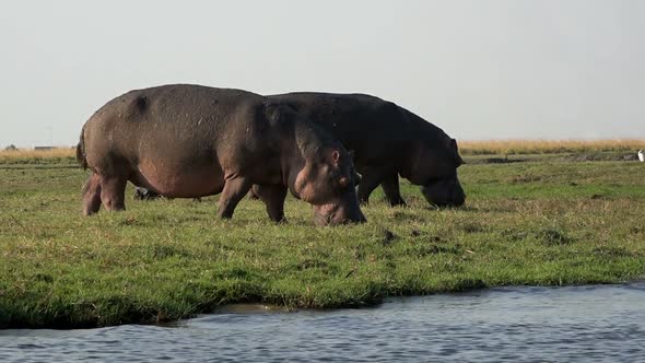 Huge Hippos Graze Near A River In Chobe National Park, Botswana