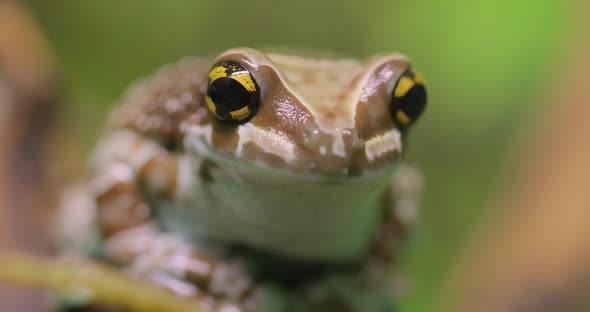 Mission Golden-eyed Tree Frog or Amazon Milk Frog Trachycephalus Resinifictrix alt