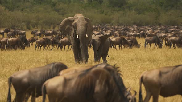 Elephant with calf and a herd of gnus alt
