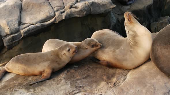 Sea Lions on the Rock in La Jolla. Playful Wild Eared Seals Crawling Near Pacific Ocean on Rock