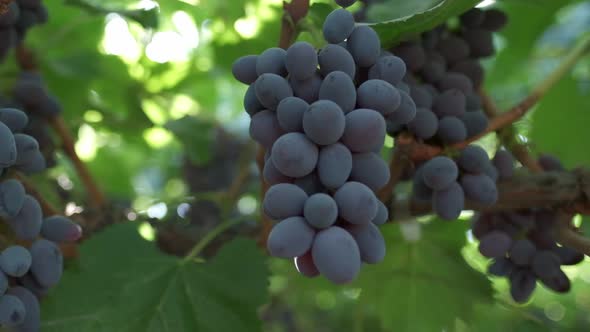 Bunches of Black Grapes Close Up alt