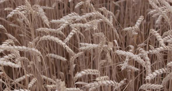 Field Of Yellow Ripe Ears Of Wheat alt