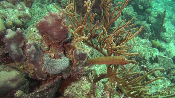 Trumpetfish in the corals alt