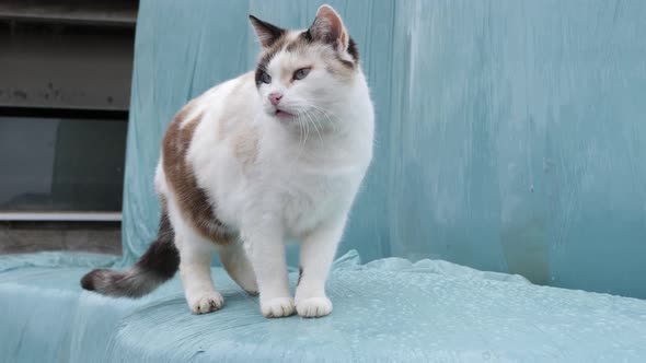 Unsettled Cat with different colors checking the area outdoors in nature.Close up. alt
