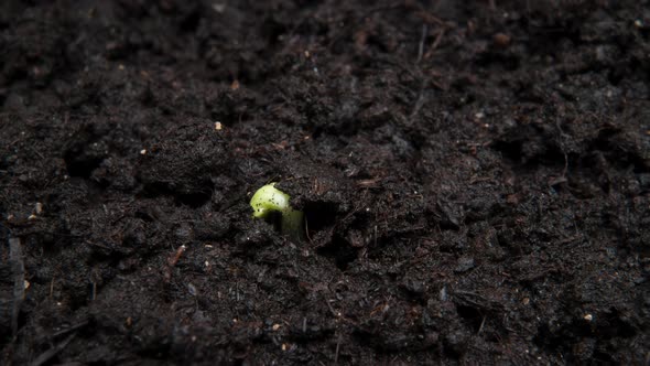 Plant Growing Timelapse Sprout Germination Close Up Macro Shot alt