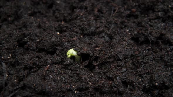 Plant Growing Timelapse Sprout Germination Close Up Macro Shot