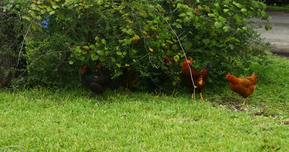 Chickens running wild in Johnson City Texas. alt