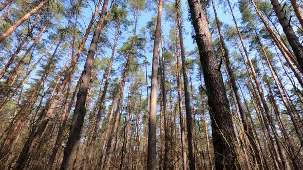 Inside a Pine Forest By Day Slow Motion alt