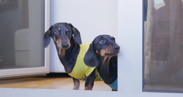 Dachshunds in Colored Tshirts Run Out of Corner and Look Up