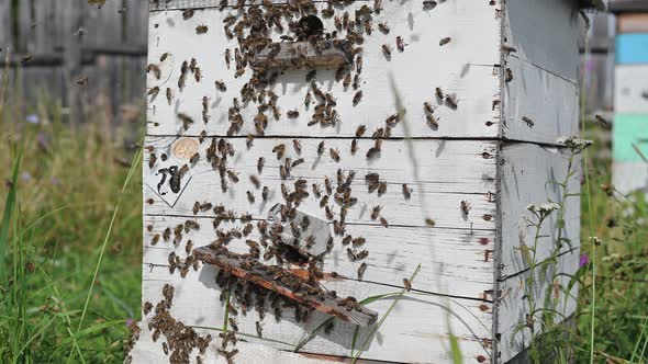 Detail of Crowded Gate Into Wooden Bee Hive. Bees Arriving with Legs Wrapped By Yellow Pollen. Bees