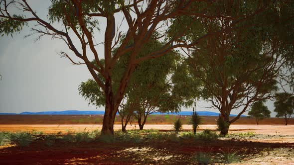 Dry African Savannah with Trees alt