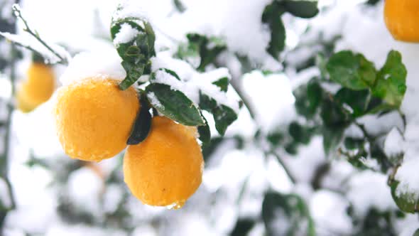 Snow covered lemons on the tree. Ripe lemons at winter.