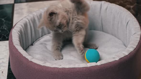 Scottish Straighteared Gray Kitten Plays with a Ball in His Bed alt