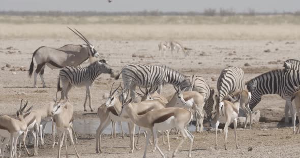 Chaotic African Waterhole