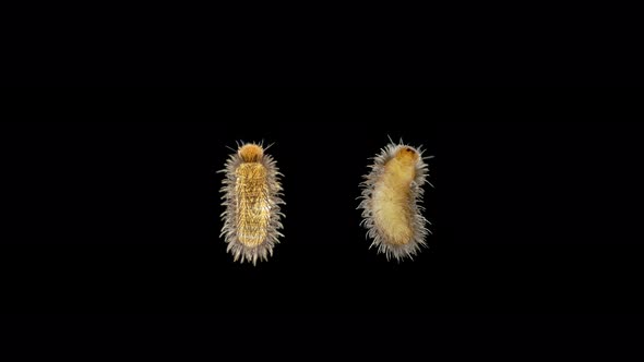 Larva of Beetle Thylodrias Contractus Odd Beetle Under a Microscope Family Dermestidae alt