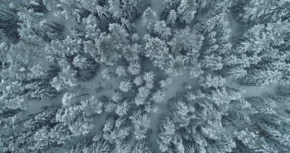 Aerial View of Winter Forest Snow Covered Frozen Trees Top Down Drone alt