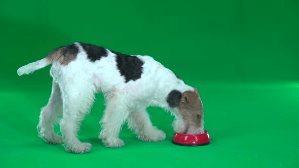 Fox Terrier Eats From a Bowl. Green Screen alt