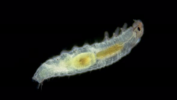 Larva of Water Moths Under a Microscope Order Lepidoptera Possibly Family Crambidae alt