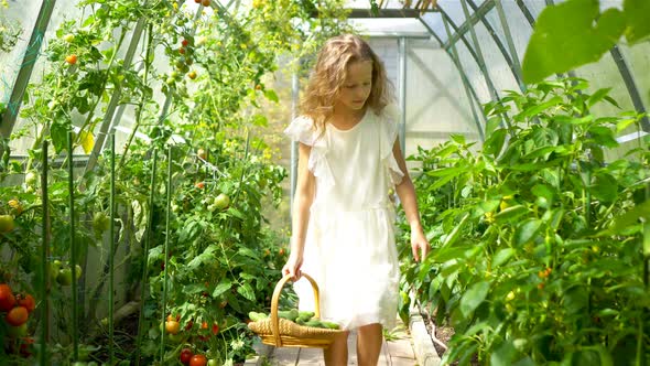 Adorable Little Girl Harvesting Cucumbers and Tomatoes in Greenhouse