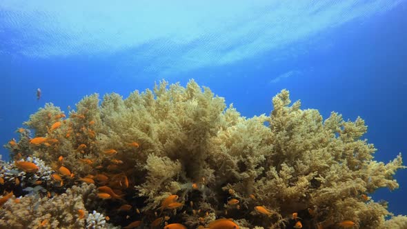 Blue Water Broccoli Soft Coral alt