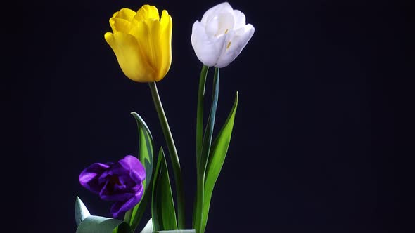 Tulip Flowers in Vase