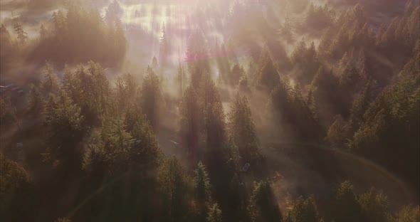 Aerial view of warm Sunbeams shining through mist in forest, variation with flare alt