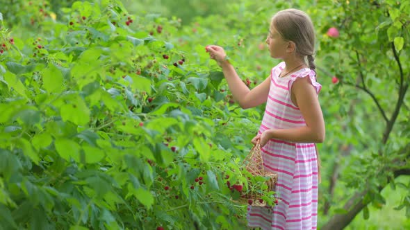 Girl Picks Raspberries alt