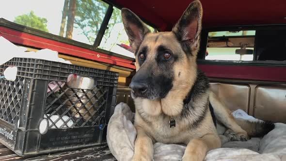 Funny Super Slow Motion Dog Catching Catching Treats. alt