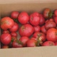 Woman Puts Red Ripe Tomatoes in a Cardboard Box - VideoHive Item for Sale