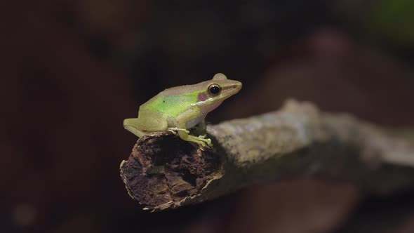 Close up green colour frog Southeast Asian White-lipped Frog sitting on branches in rainforest alt