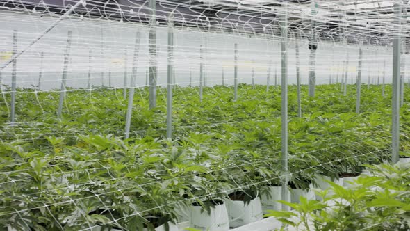 Medical Cannabis plants growing under controlled conditions in a large greenhouse alt