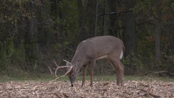 a whitetail buck eating corn alt
