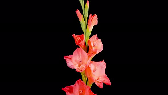Time Lapse of Opening Red Gladiolus Flower