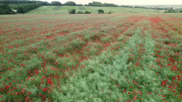 Aerial Landscape From Drone  Big Field of Blossoming Red Poppies alt