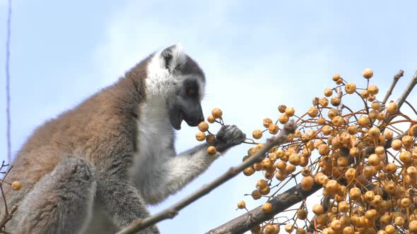 Sweet Animal Lemur