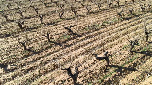 Flying Over a Pruned and Trimmed Back Vineyard in the Winter with the Vines in a Dormant Phase alt