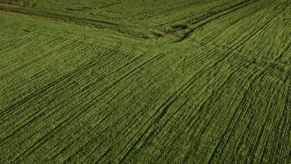 Flight Over the Fields in the Suburbs of St. Petersburg 3 alt