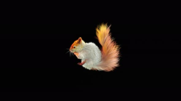 Squirrel Dancing 4K alt