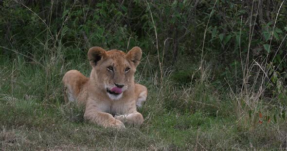 African Lion, panthera leo, Cub Yawning, Nairobi Park in Kenya, Real Time 4K alt
