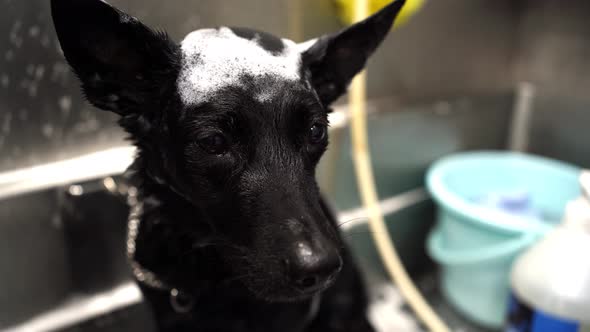 Person washing obedient small black dog in metal tub in modern veterinary salon alt