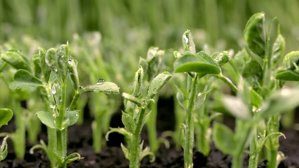 Green Sprouts Sprout From the Ground. The Beginning of a New Life in Nature in Spring. Pea Sprouts.