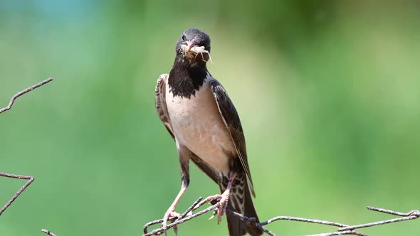 Rosy Starling (Sturnus roseus) sits on a wire with a grasshoppers in its beak alt