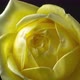Yellow Rose Blossom 3 - VideoHive Item for Sale