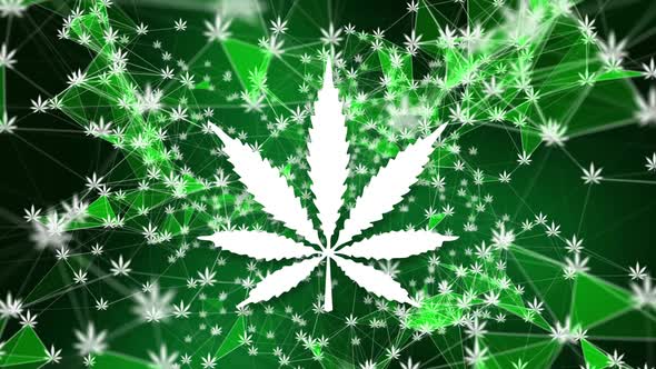Plexus Cannabis